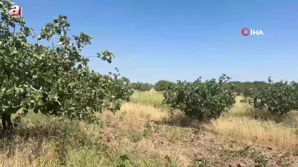 Hırsızlar bu defa fıstık dalı çaldı