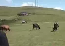 Türkiye’nin Yaylaları: Limonsuyu Yaylası