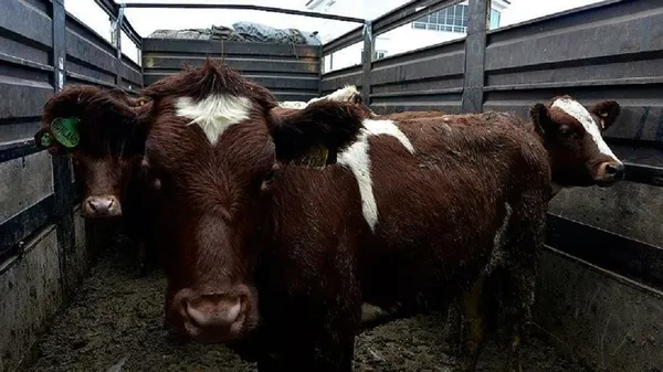Sığırlara ve tavuklara koronavirüs enfekte etmeye çalıştılar! Dünya Hayvan Sağlığı Örgütünden flaş açıklama
