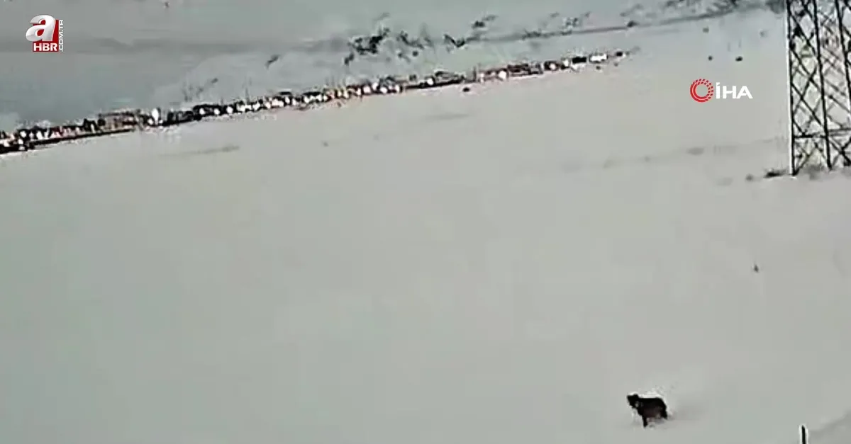 Tatvan’da kurt görüntülendi