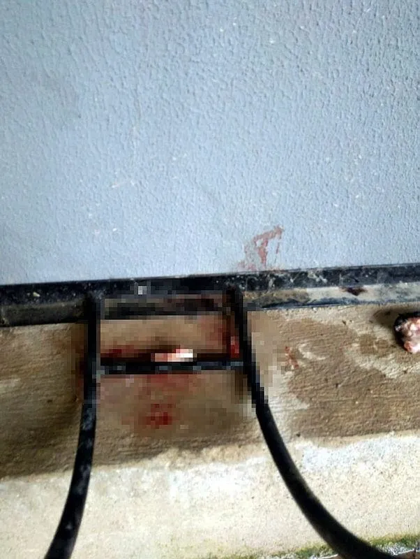 İzmir'de vahşet! 5 kedi başları ve patileri kesik halde bulundu - 2