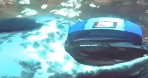 Vahşi fok dalgıcı böyle karşıladı