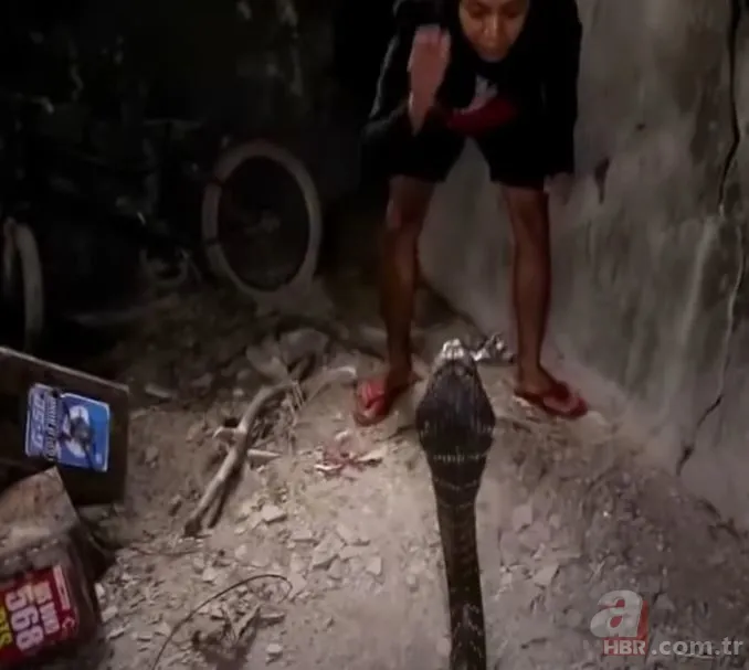 Eve giren kobra yılanıyla ölüm dansı yaptı! Tansiyon çıkaran anlar... 3