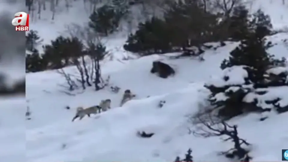 Köye inen ayıyı köpekler kovaladı