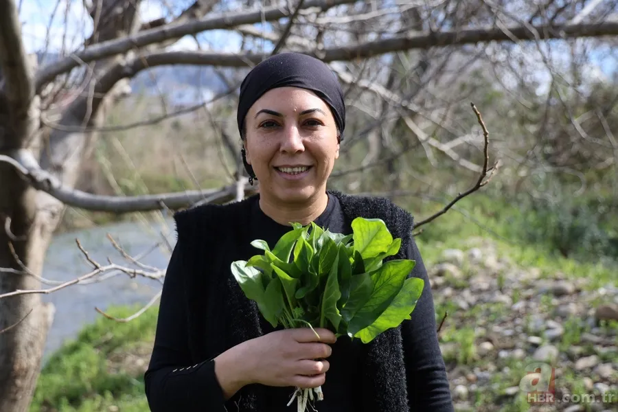 Yılda sadece iki ay toplanıyor! Zehirden şifaya mucizevi dönüşüm 3
