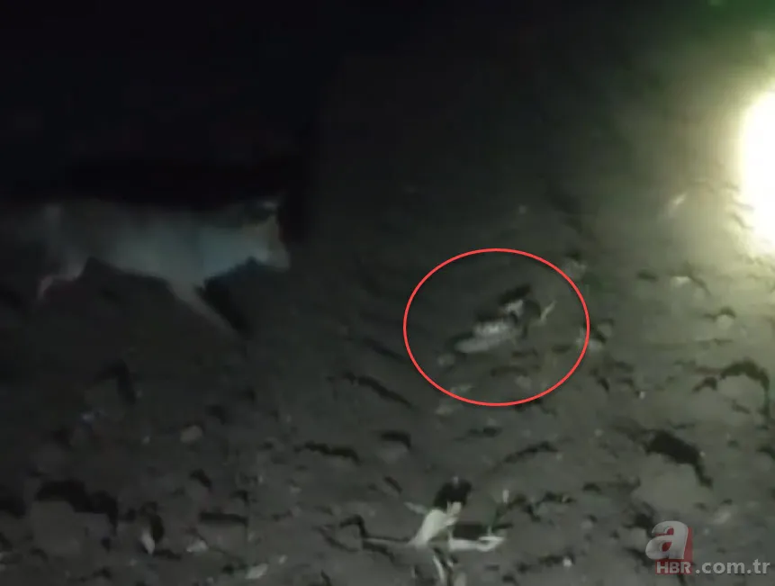 Domuz bekleyen çiftçi belgeselleri aratmayan görüntüler çekti! Tilki yılana saldırıp yedi 2