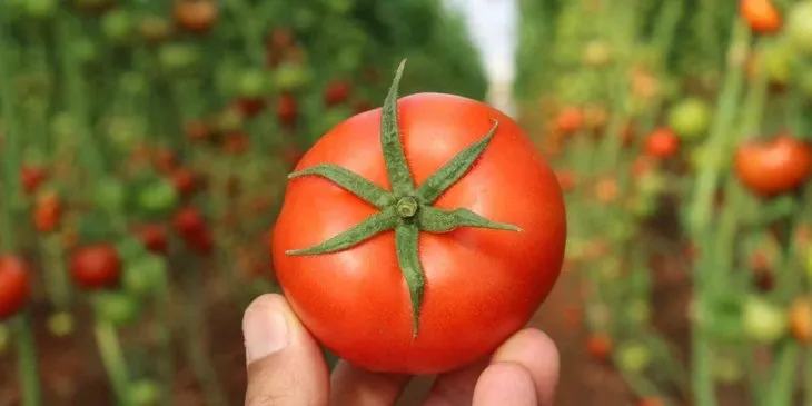 Canan Karatay en sağlıklı domatesi açıkladı! Konserve yapacaklar dikkat! Eğer bu şekilde görünüyorsa...