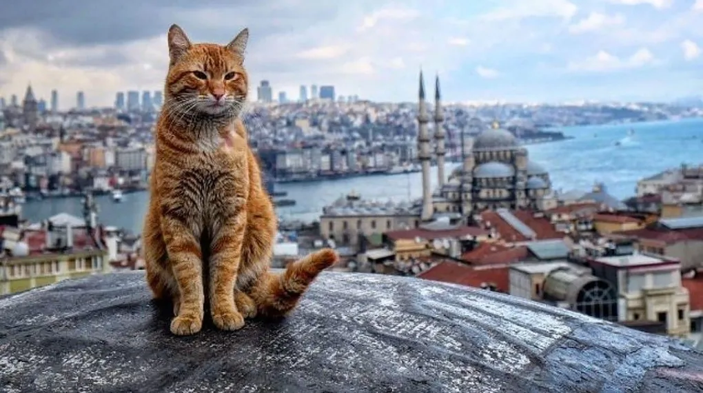 İstanbul kedisi F1 aracını gölgede bıraktı