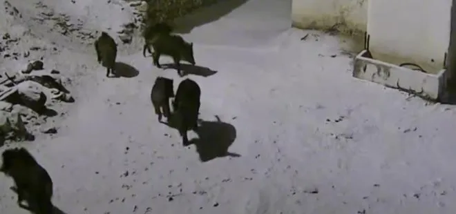 Elazığ'da aç kalan domuz sürüsü yerleşim yerine indi