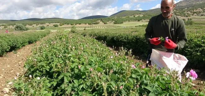 Isparta'yı bu yıl gül kokusu erken sardı! 12 bin rekolte bekleniyor