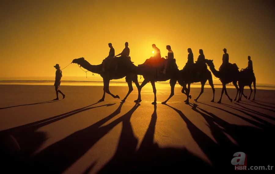 Avustralya deve katliamına atları da dahil etti! Avustralya'da develer neden öldürülecek? 5