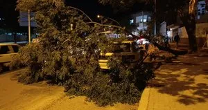 Park halindeki otomobilin üzerine ağaç devrildi