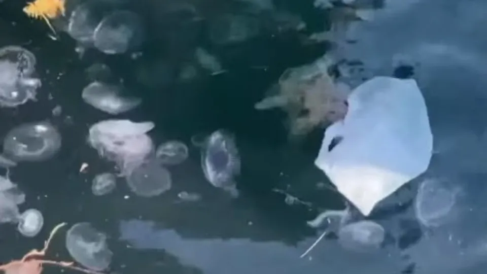 Çanakkale’de pusula denizanası tehlikesi