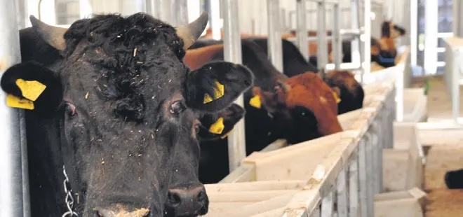 Kurbanlık alırken yaşına dikkat!