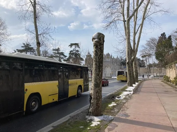 Çırağan'daki ağaç katliamının arkasında ne var? İBB İstanbul'un tarihi simgesine hançer sapladı