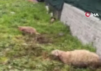 İstanbul'da gece vakti korkunç saldırı: 14’ü birden telef oldu...