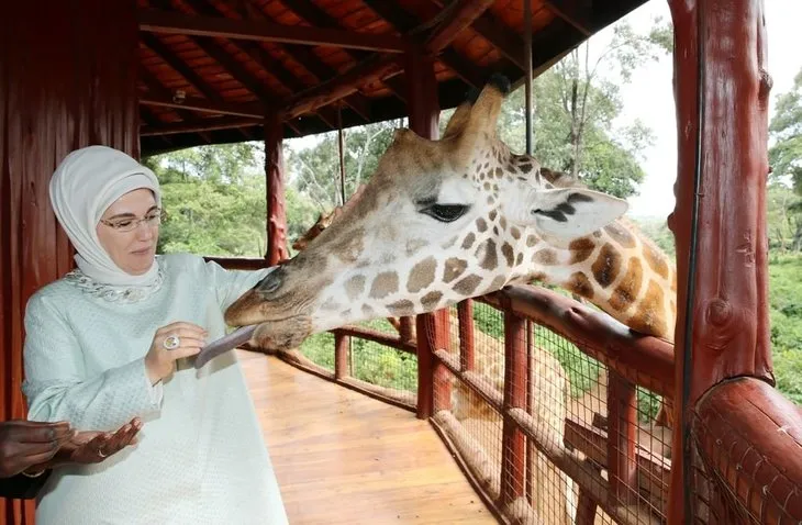Emine Erdoğan zürafaları elleriyle besledi