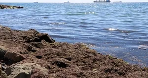 Tekirdağ’da sahillere kızıl yosunlar vurdu