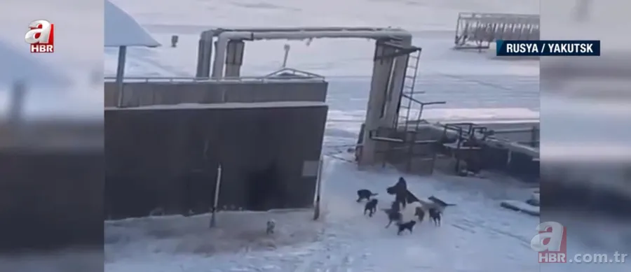 Köpekler aniden etrafını sardı! Dakikalarca ölüm kalım mücadelesi verdi ama... 8