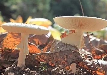 Uzmanından kritik uyarı: "Sonbaharda mantar zehirlenmelerine dikkat"