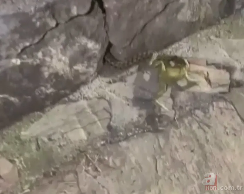 Yılan kurbağa avladı! Ağzıyla yuvasına çekerken… 5