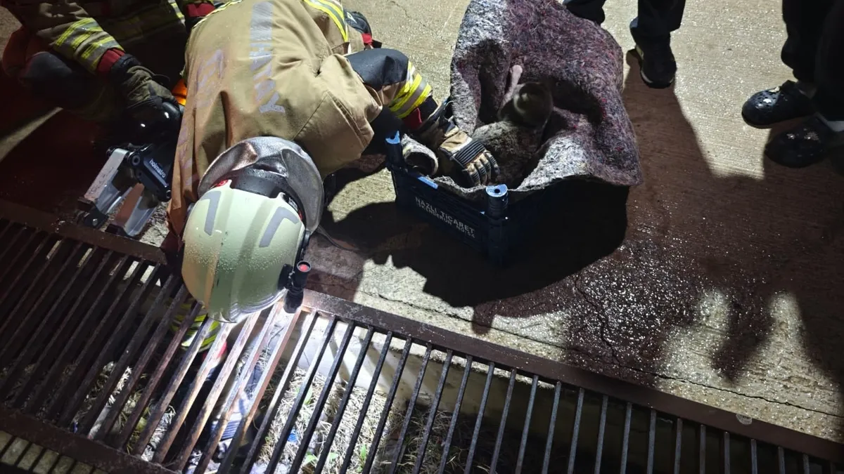 Su giderine yavrulayan anne kedi ve yavrularını itfaiye kurtardı