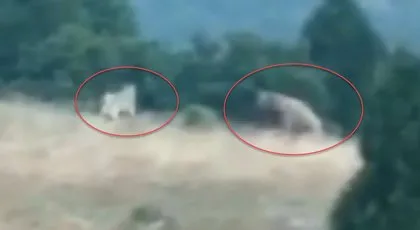 Vahşi doğa belgesellerini aratmayan görüntüler Türkiye’den! Kangal köpekleri ayıyı böyle pusuya düşürdü