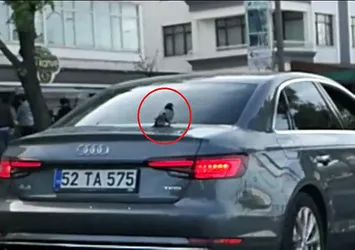 Güvercinin 'lüks' yolculuğu
