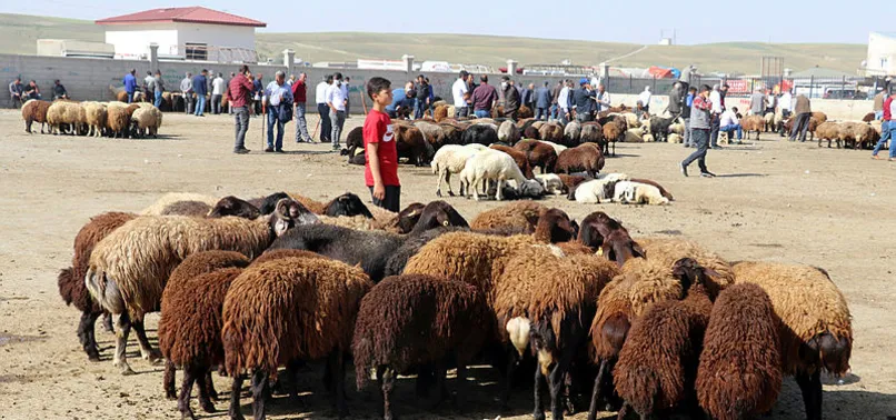Kurban kestikten sonra hangi namaz kılınır? Kurban kesilince kılınan namaz kaç rekat, nasıl kılınır? Diyanet açıklaması