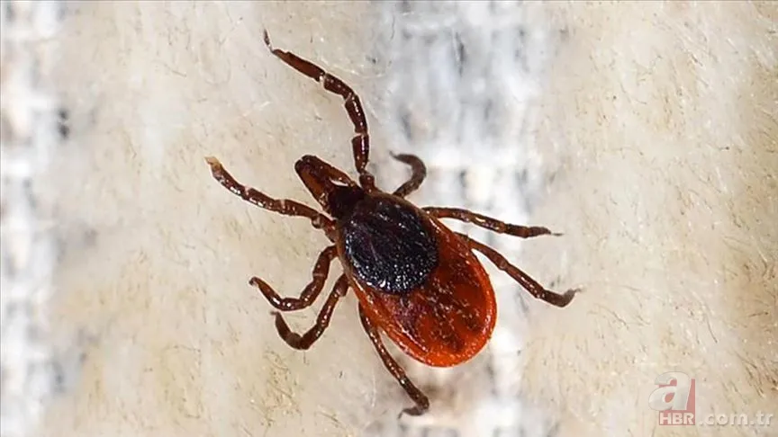 Türkiye Kene Haritası 2025 | Hangi illerde hangi kene türü var, zararlı mı? Yoğun oldukları bölgeler nereler? 4