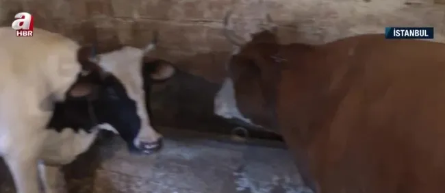 Süt fiyatında fahiş artış! Üreticide 5 lira, markette 16 lira internetteyse 29 lira