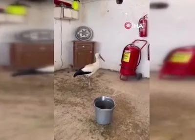 Yaralı leyleğe şefkat elli