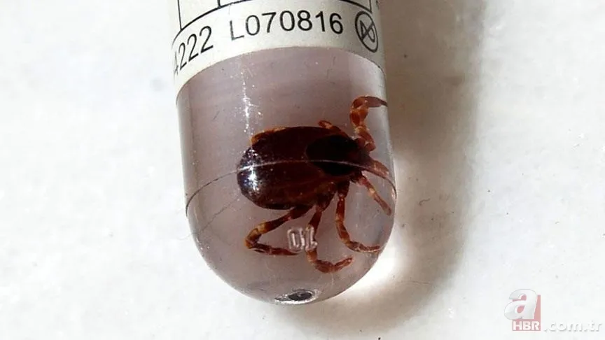 Hızla artıyor! Koronavirüsten daha ölümcül! Kırım Kongo Kanamalı Ateşi (KKKA) hastalığı nedir? Belirtileri neler? 17