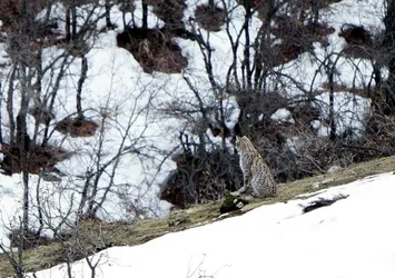 Tunceli'de vaşak görüntülendi