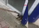İş yeri önündeki 2 metrelik yılanı belediye ekibi yakaladı