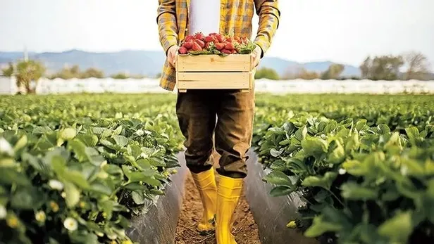 Mazot ve gübre desteği Ekim ayı ödemeleri ne zaman yatacak? Mazot ve gübre desteği yattı mı?