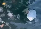 Çanakkale’de pusula denizanası tehlikesi