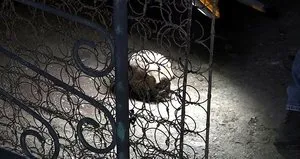 Dehşete düşüren olay! Temizlik yaparken buldu