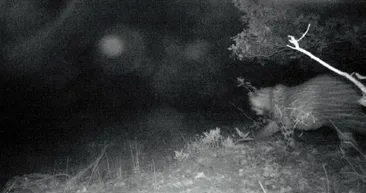 Son dakika | Anadolu Pars’ı yaban kamerasında! Uzmanlar büyük şaşkınlık yaşadı