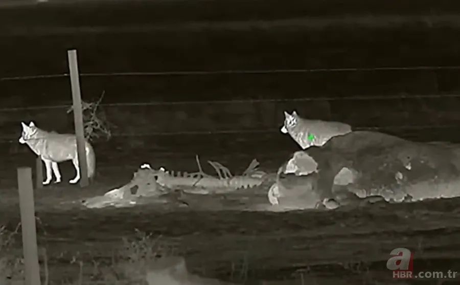 Kurtlar inek çiftliğini bastı! Sığırlarını kaybeden sahibi çözümü katliamda buldu | Bu görüntüler dehşete düşürdü 17