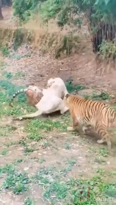 Beyaz aslan ve kaplanın karşılaşması nefesleri kesti! (Aslan Kaplan kavgası) 12