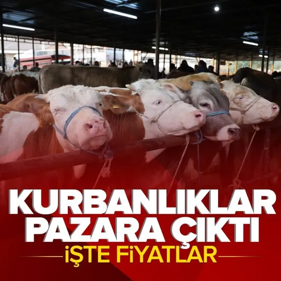 İstanbul’da kurbanlık hayvan pazarlarında hareketlilik! İşte fiyatlar...