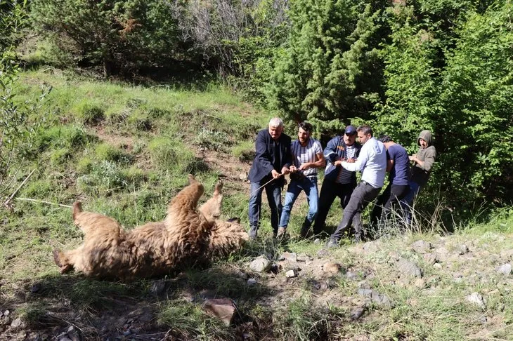 Erzurum’da kan donduran olay! Ayı çobana saldırdı... İkisi de öldü!