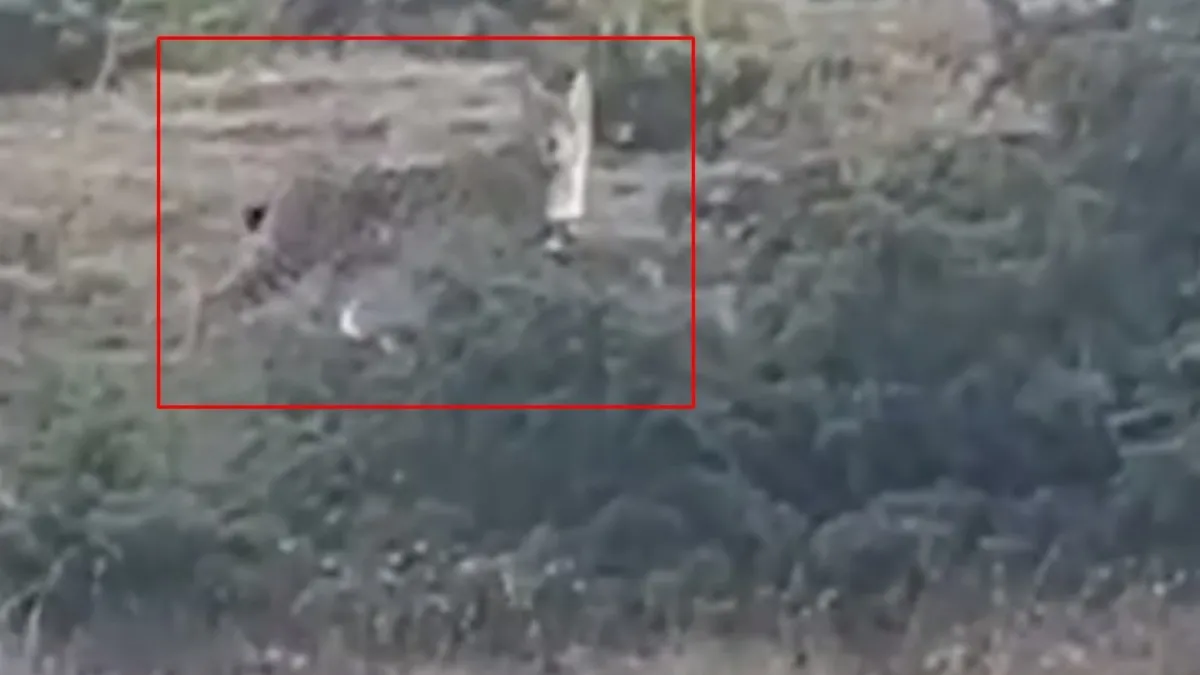 Sivas'ta ormanların hayaleti vaşak kamerada! ahaber.com.tr görüntüledi