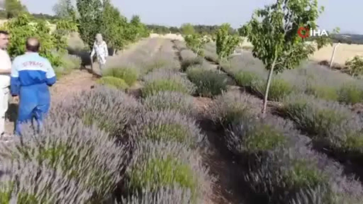 Lavanta bahçesinde hasat başladı