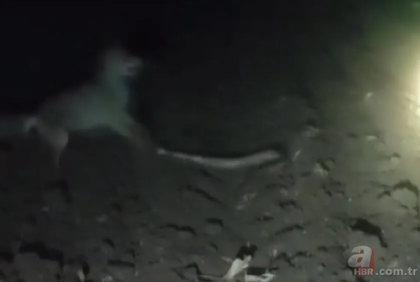 Domuz bekleyen çiftçi belgeselleri aratmayan görüntüler çekti! Tilki yılana saldırıp yedi 3