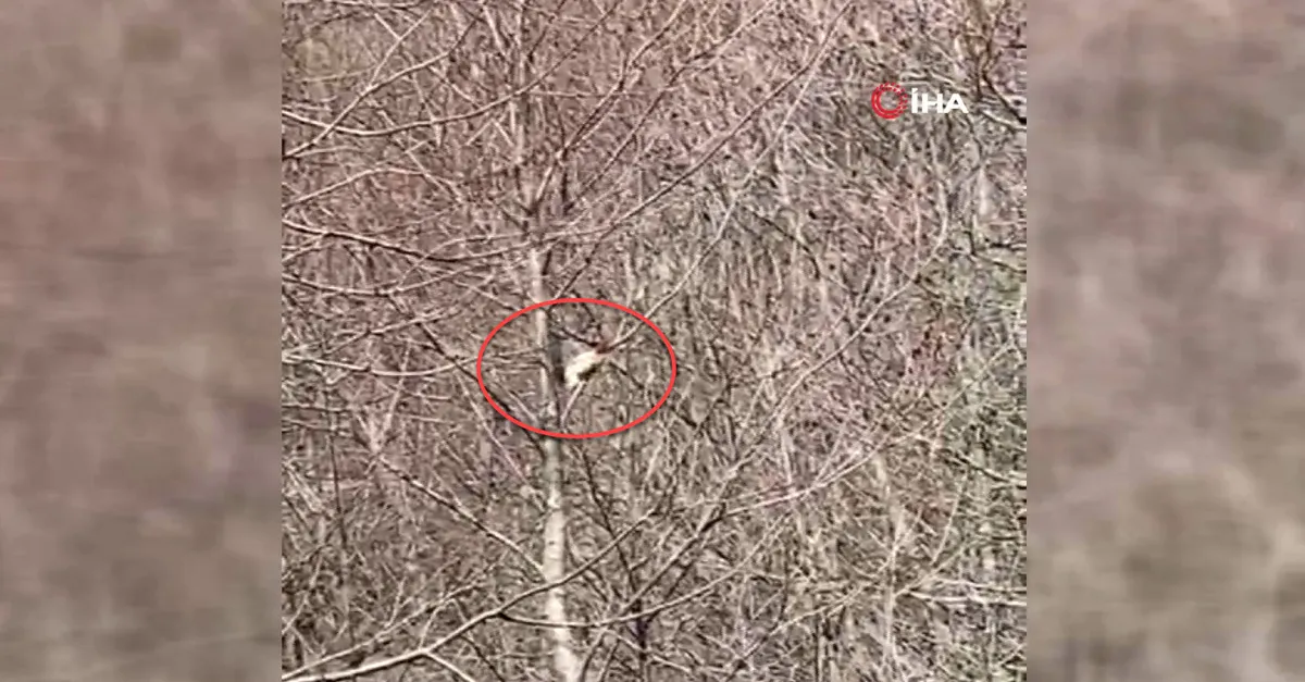 Yayla evinin davetsiz misafirleri! Aynı gün içinde kamerada