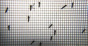 Zika’yla ’sivrisinek ordusu’ mücadele edecek