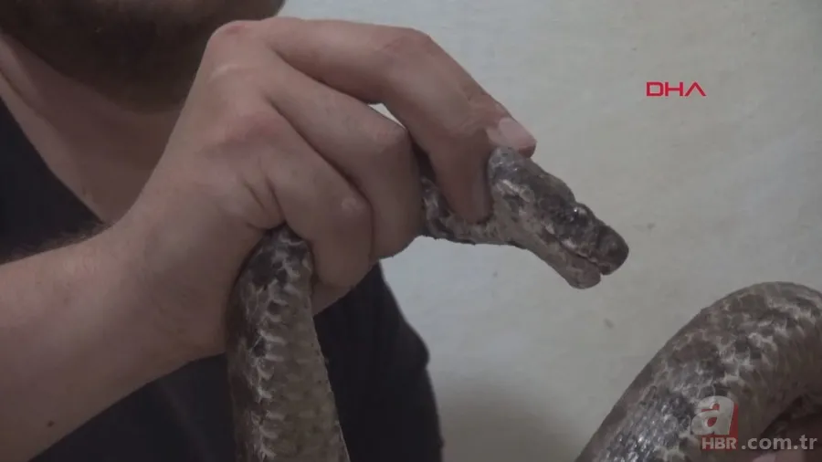 Tek ısırığı bile öldürüyor! Eve giren zehirli yılanı elleriyle yakaladı 🐍 14