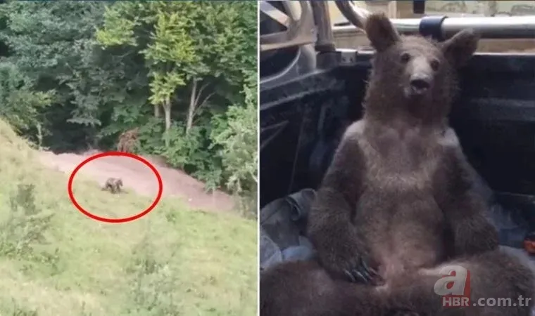 Acı bal yiyen ayıdan haber var: Bakanlık görüntüsünü paylaştı 5